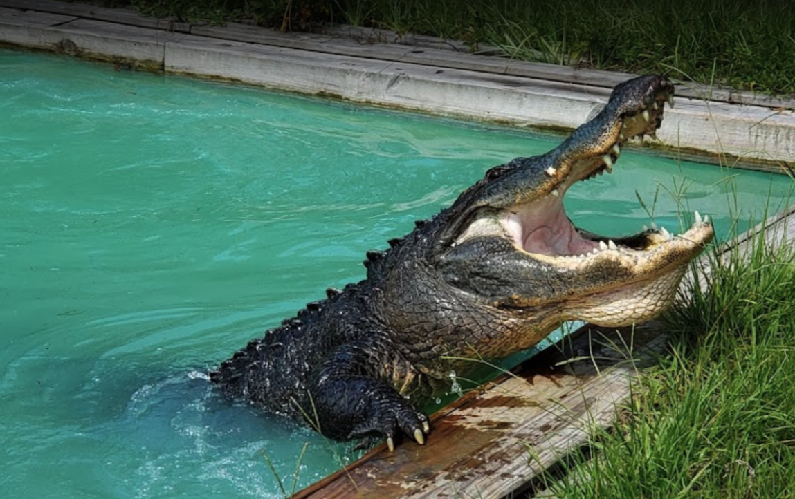 a large florida aligator, with it's mouth open, lunging out of a pool of water