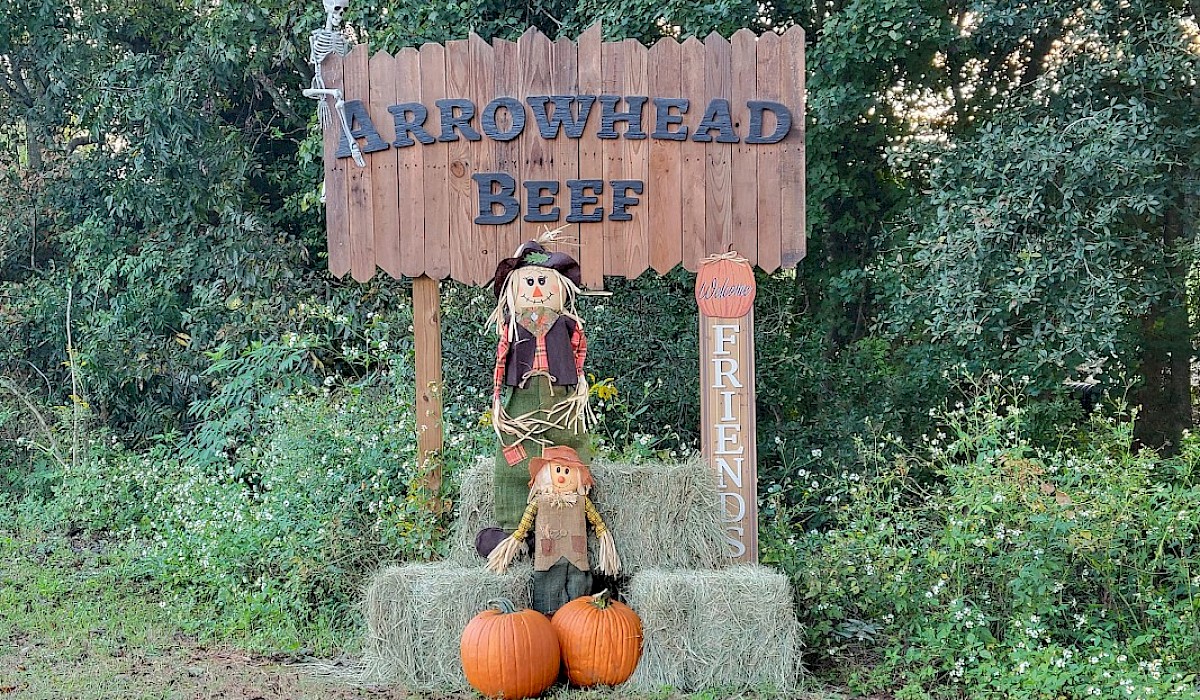 beef farm sign with scarecrow and pumpkin positioned below it at entrance to the farm