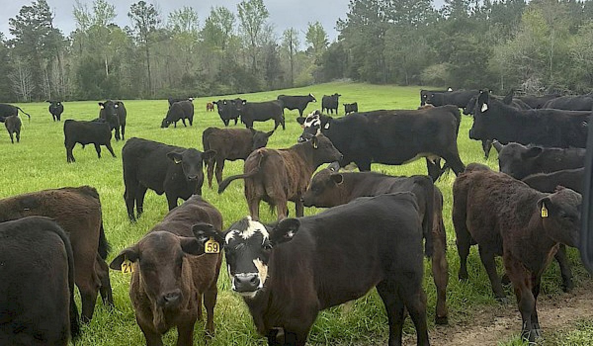 beef cattle standing in a field
