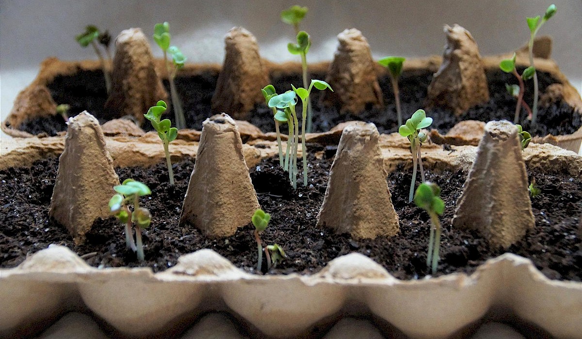 baby plants in a starter container