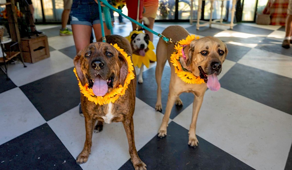 three dogs on leashes with sunflower costumes on