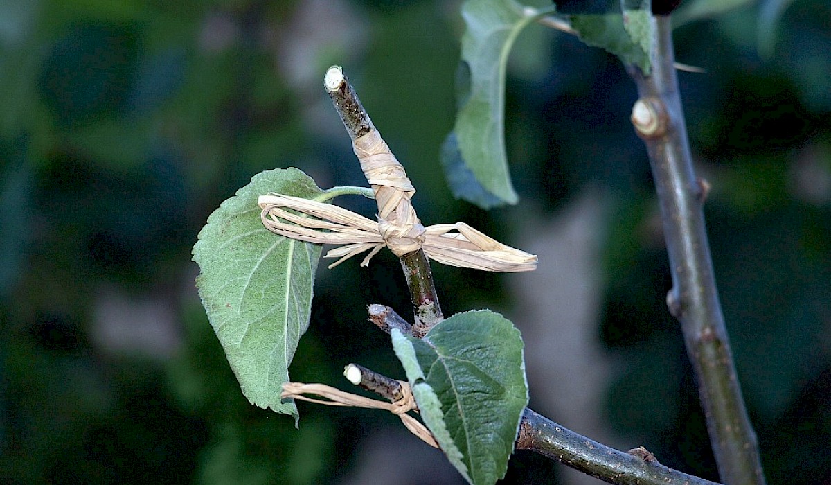 grafted apple tree in orchard