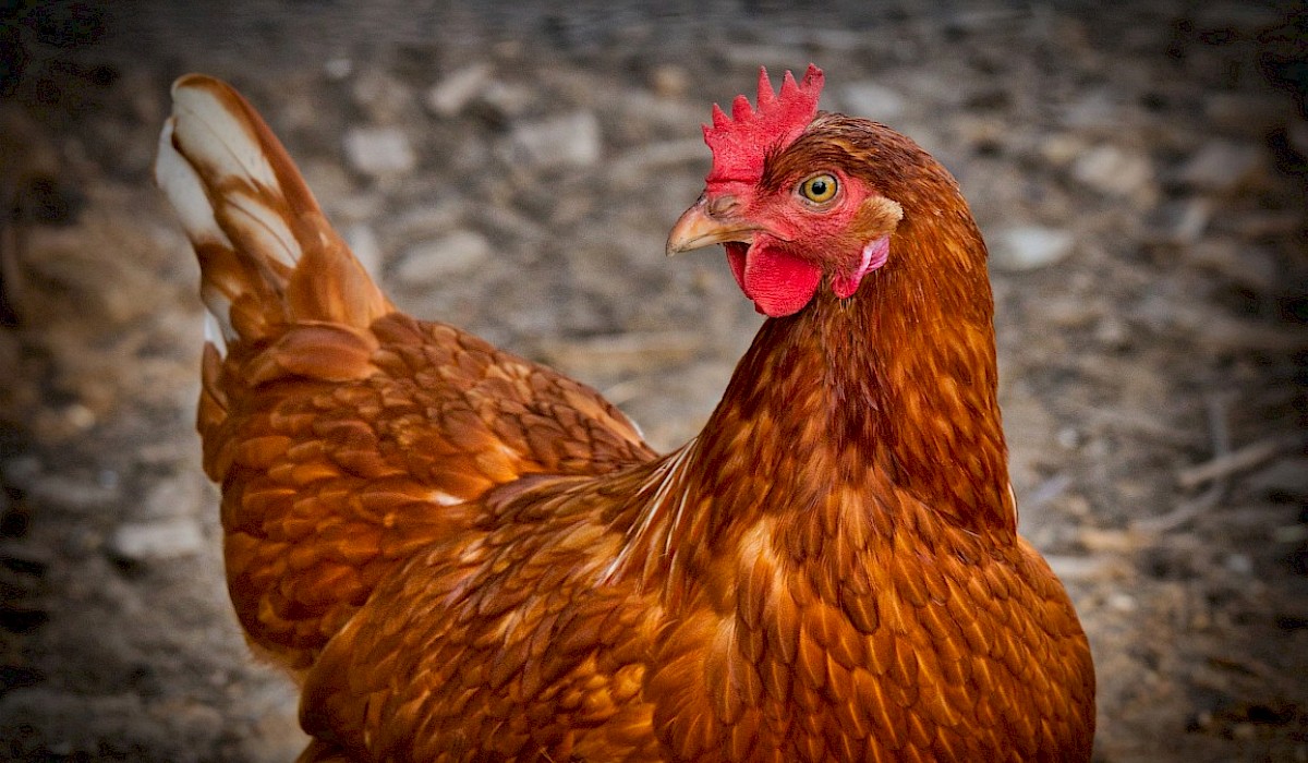 red hen in a backyard