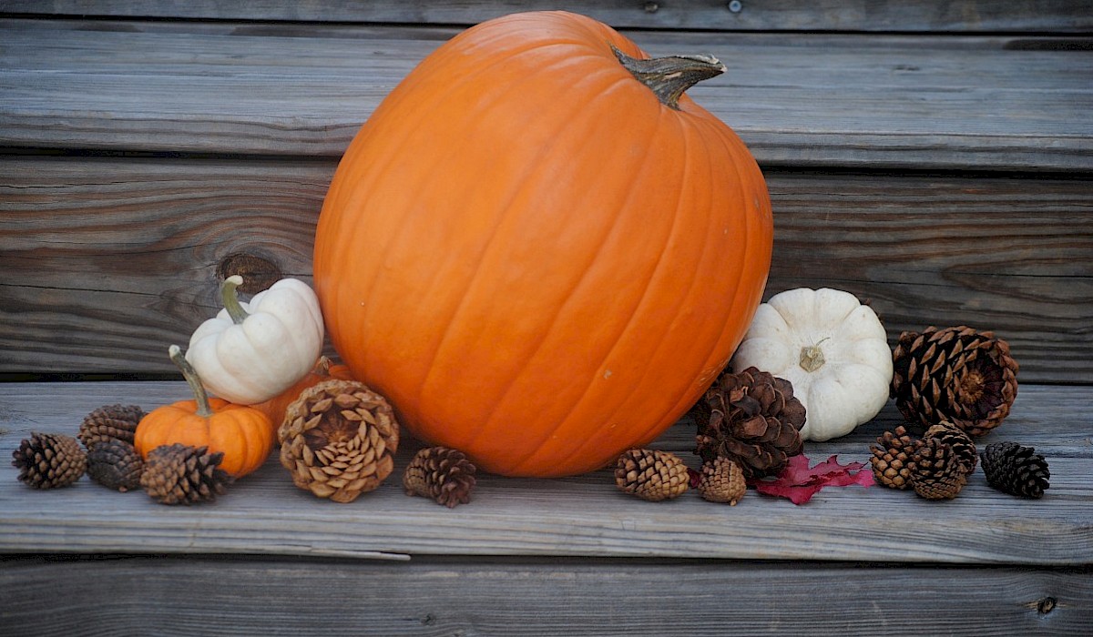 a large pumpkin surrounded by ornamental squash and pine cones arranged on wooden porch steps